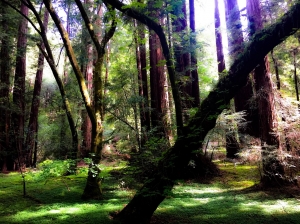 Muir Woods, San Francisco        