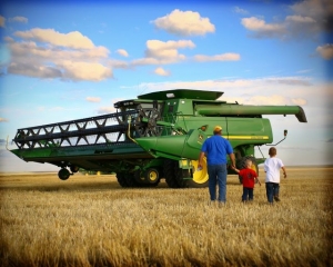 Summer Wheat Harvest        