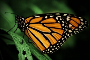 Monarch        